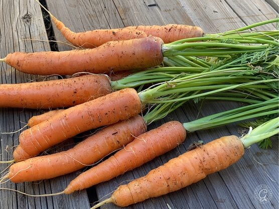 Bolero Carrots featured image