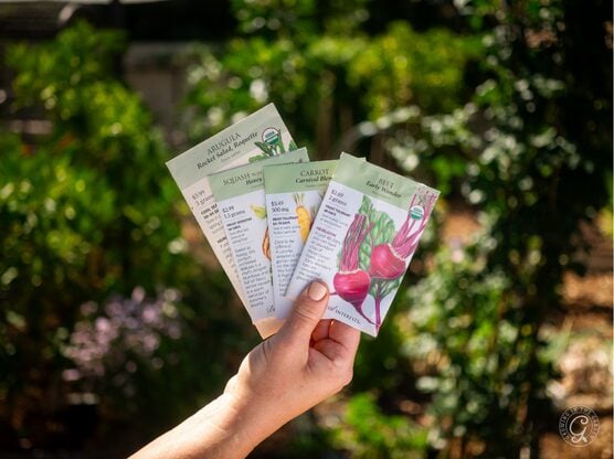 Botanical Interest Seeds featured image