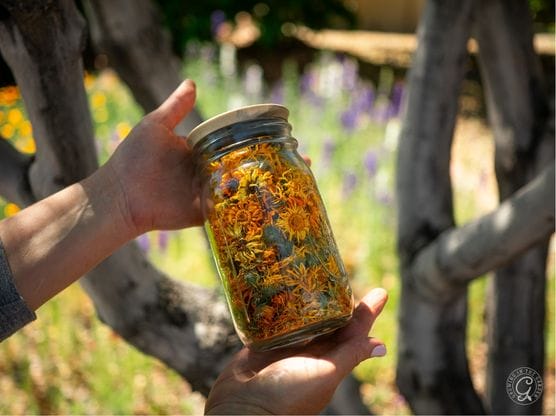 Calendula featured image