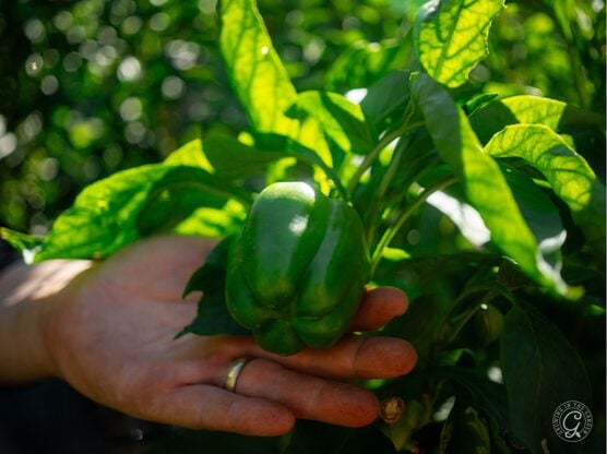 California Wonder Peppers featured image