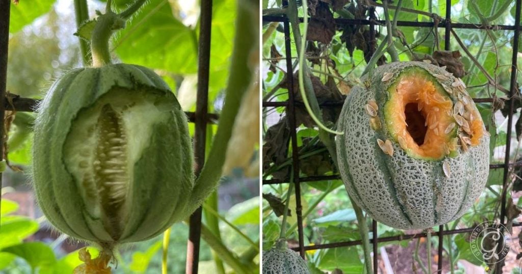 Cantaloupe Growing Problems and How to Solve Them