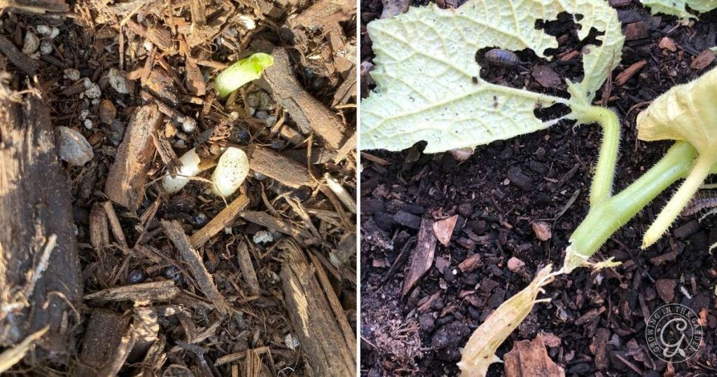 Cantaloupe Growing Problems and How to Solve Them