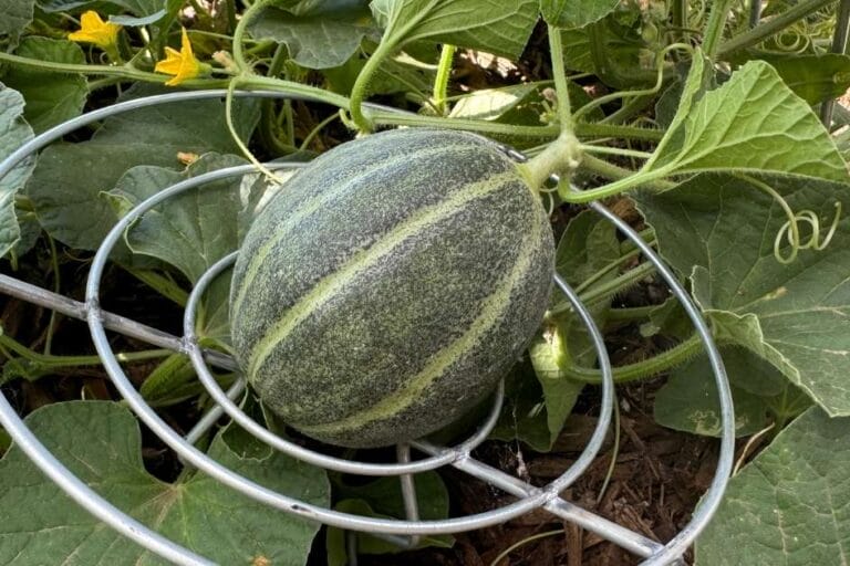 Cantaloupe Growing Problems and How to Solve Them featured image