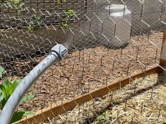 Chicken Mister featured image