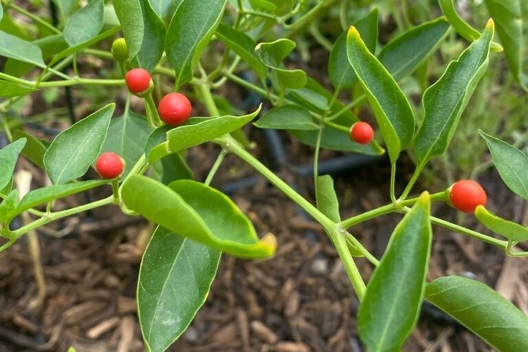 How to Grow Chiltepin: Arizona’s Native Wild Pepper featured image