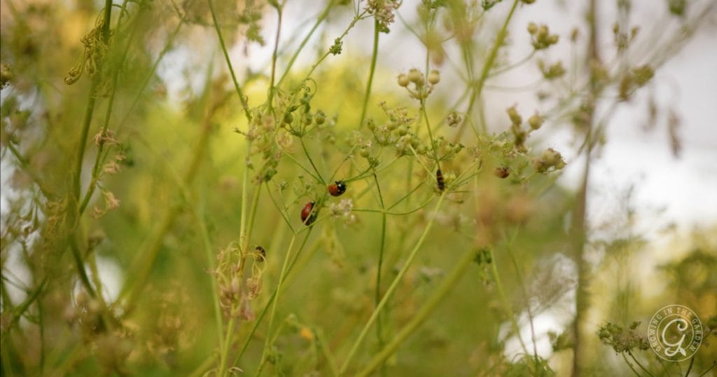 Annual & Perennial Plants to Attract Beneficial Insects & Pollinators