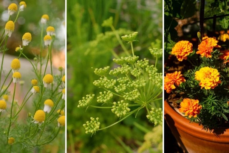 Cool-Season Companion Plant Combinations featured image