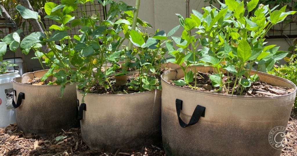 Container Gardening Challenges & How to Overcome Them