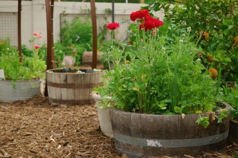 Container Gardening for Beginners: 10 Steps for Success featured image