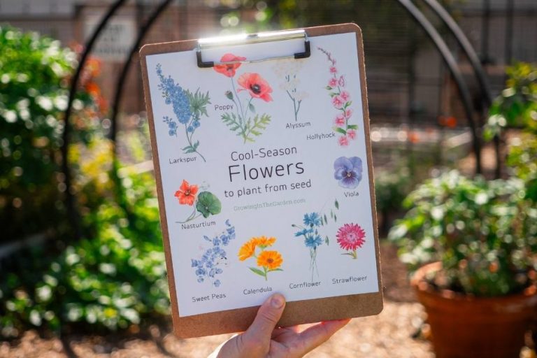 10 Easy Cool-Season Flowers to Plant From Seed featured image