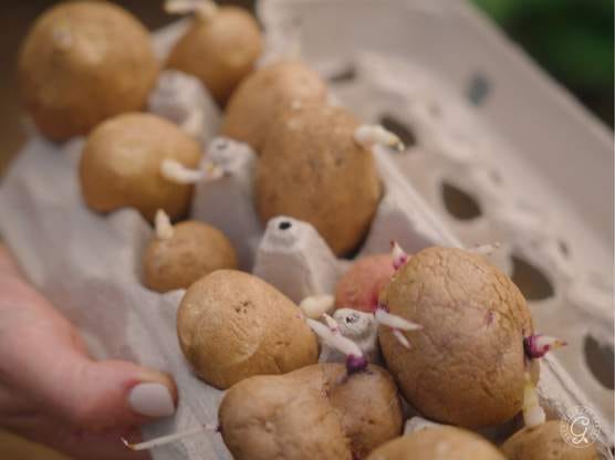 Wood Prairie Family Farm featured image