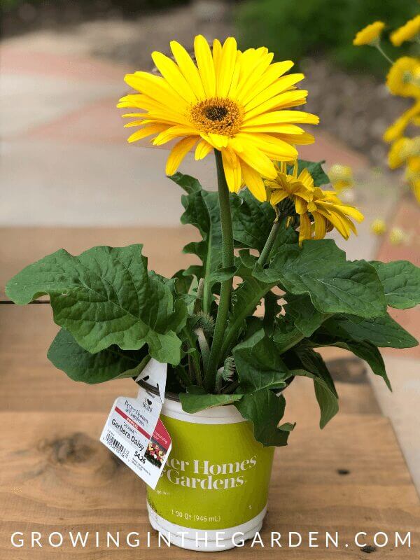 How to Plant Pots - Tips for Container Gardening