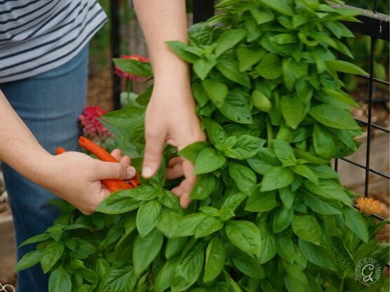 Emerald Towers Basil featured image