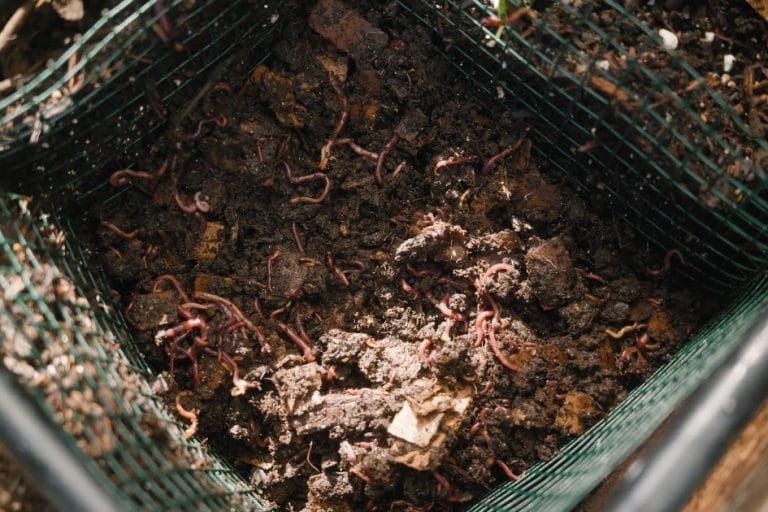 In-Bed Vermicomposting: FAQ featured image