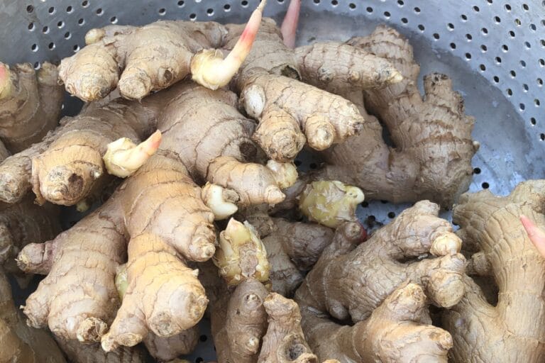 Fast & Easy Ways to Pre-Sprout Ginger & Turmeric featured image