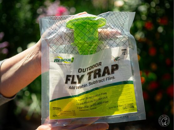 Fly Traps featured image