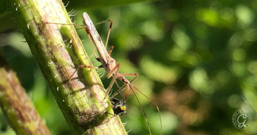Gardening for Beginners: Beneficial Insects as Pest Control&nbsp;