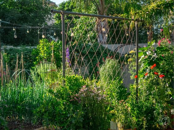 Freyr Trellis featured image