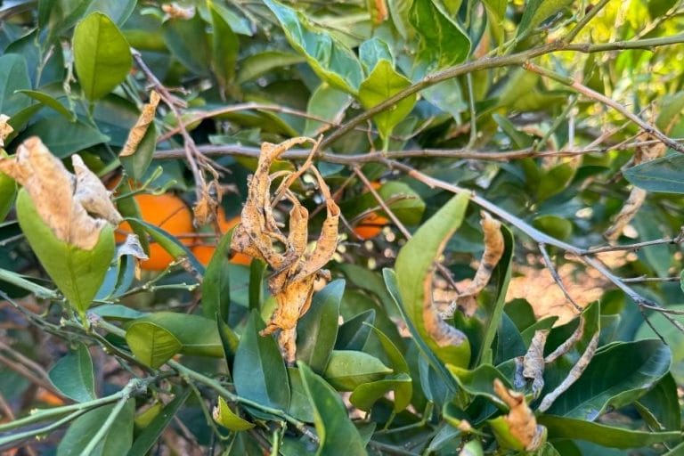 How to Protect Citrus Trees from Freezing in Mild Winter Climates featured image