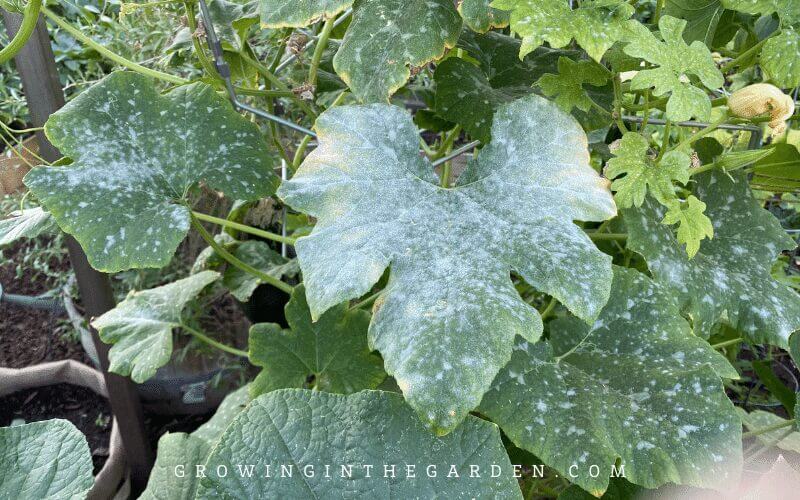 Powdery Mildew