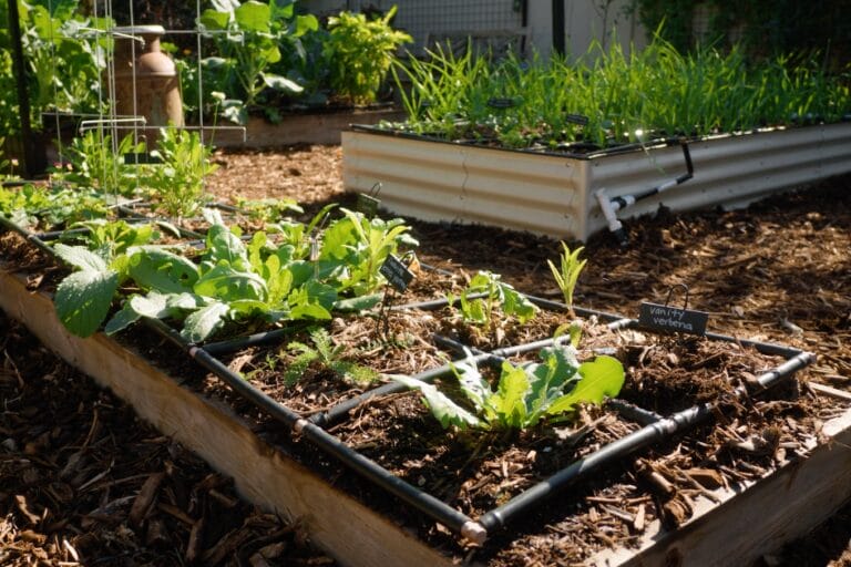 Gardening for Beginners: How to Start a Garden in 8 Simple Steps featured image