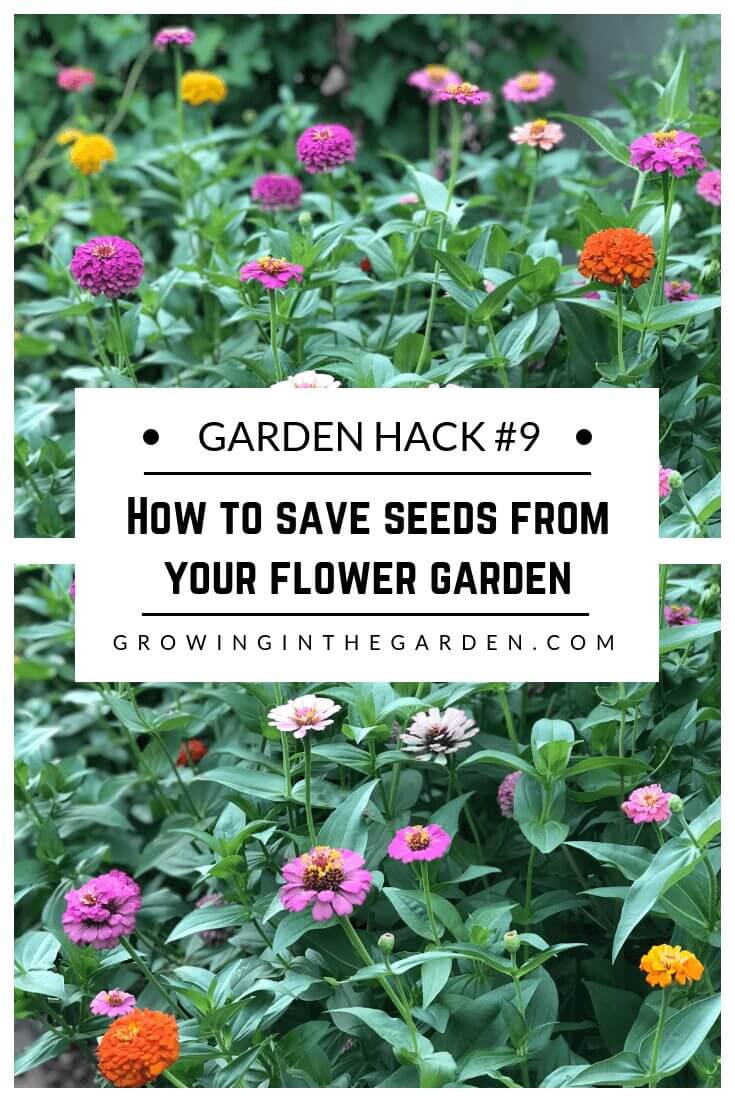 Gardening Hacks: 9 Simple Tips for the Garden #gardenhack #gardentips #howtogarden How to save seeds from your flower garden​