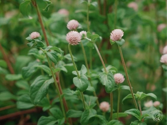 Lavender Gomphrena featured image