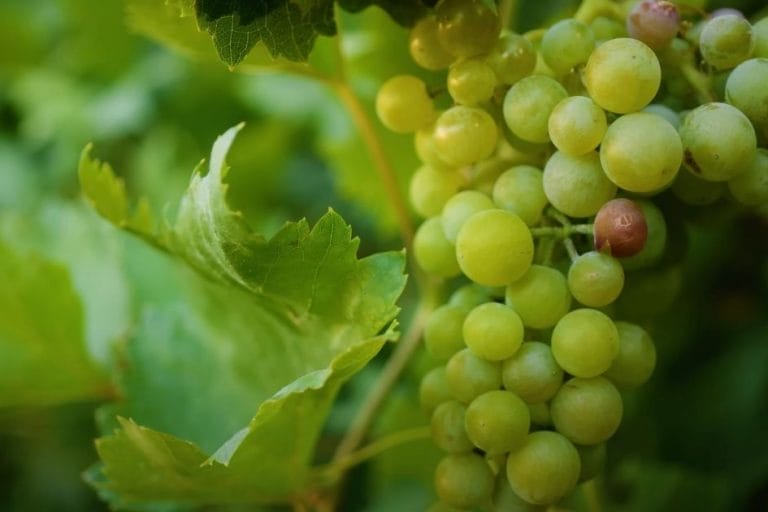 A Guide to Growing Grapes at Home featured image