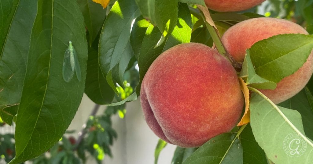 Gardening for Beginners: Beneficial Insects as Pest Control&nbsp;