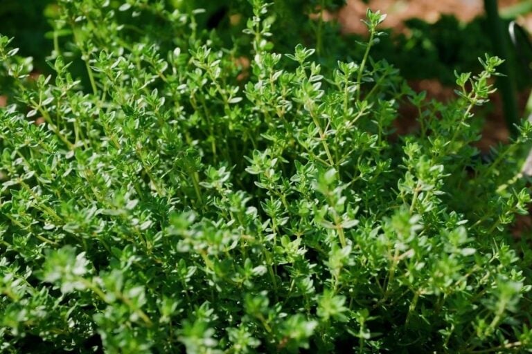 Growing Thyme: 5 Secrets to Success featured image