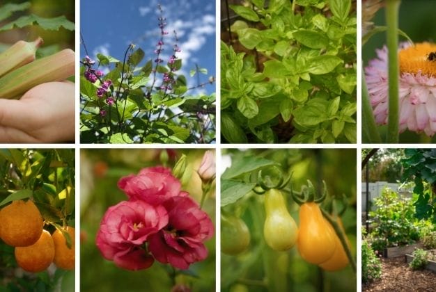 Planting Guides Tile