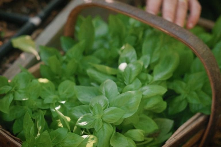 How to Grow Basil: A Complete Guide to Growing and Harvesting featured image
