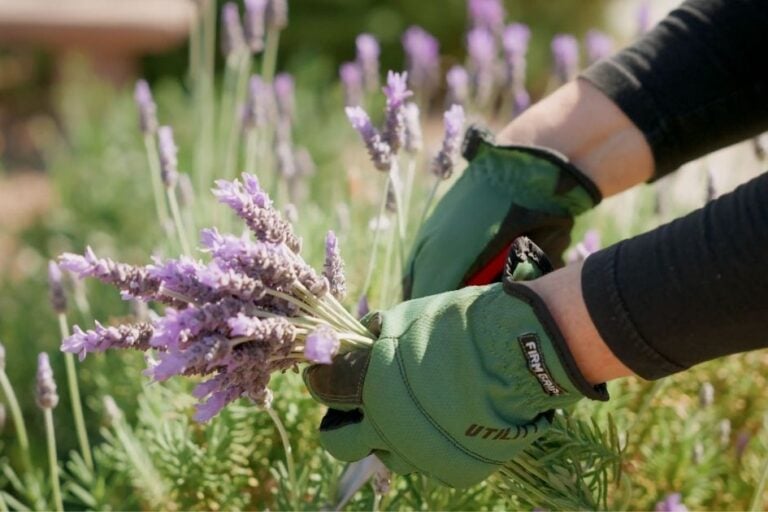 Harvesting, Drying, and Using Lavender featured image