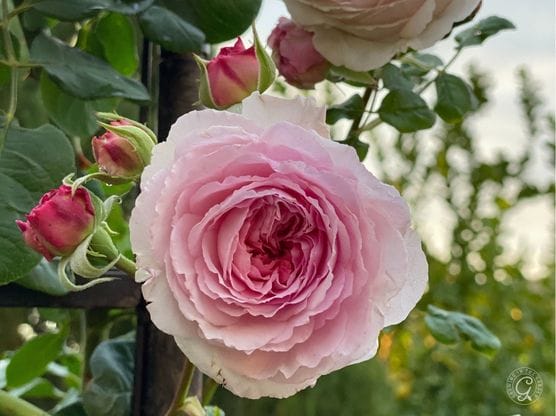 Heirloom Roses featured image