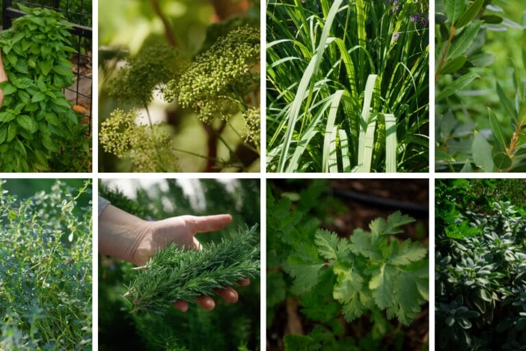Arizona Herb Planting Guide: A Visual Guide for Low Desert Herbs featured image
