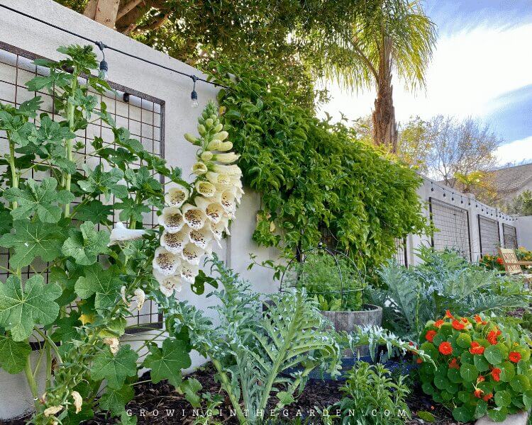 How to be an organic gardener: Focus on feeding the soil, not the plant