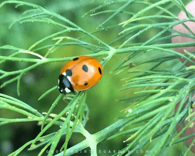 How to be an organic gardener: Prevent and pull weeds instead of spraying chemicals on them
