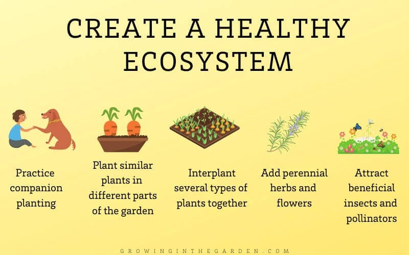 How to be an organic gardener_ Practice companion planting and polyculture practices to encourage a healthy ecosystem in the garden