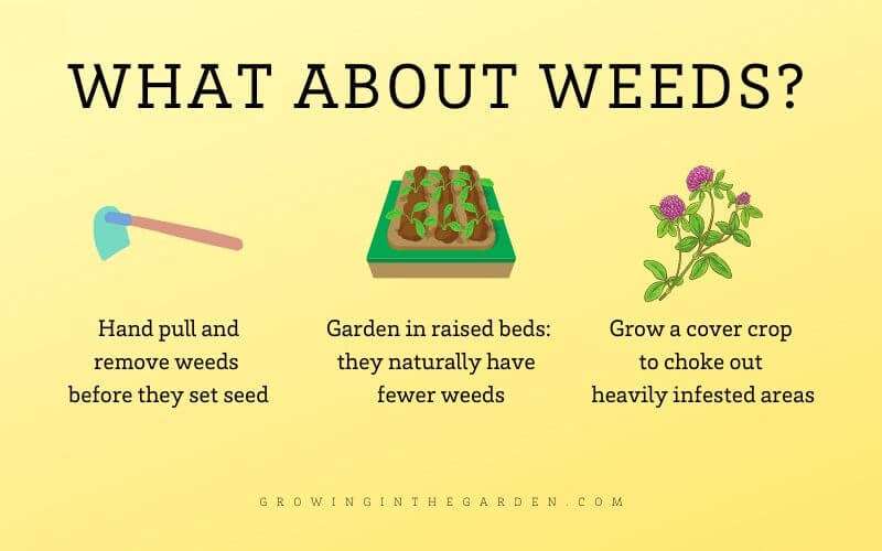 How to be an organic gardener_ Prevent and pull weeds instead of spraying chemicals on them