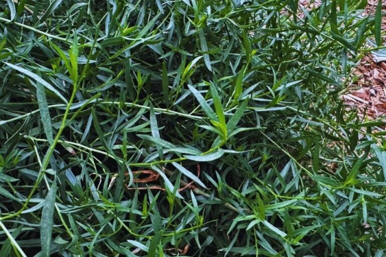 How to Grow and Use French Tarragon featured image