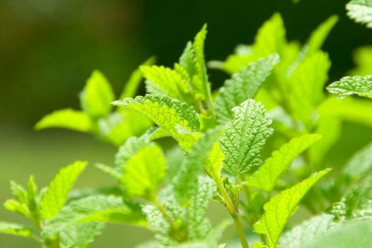 How to Grow and Use Lemon Balm featured image