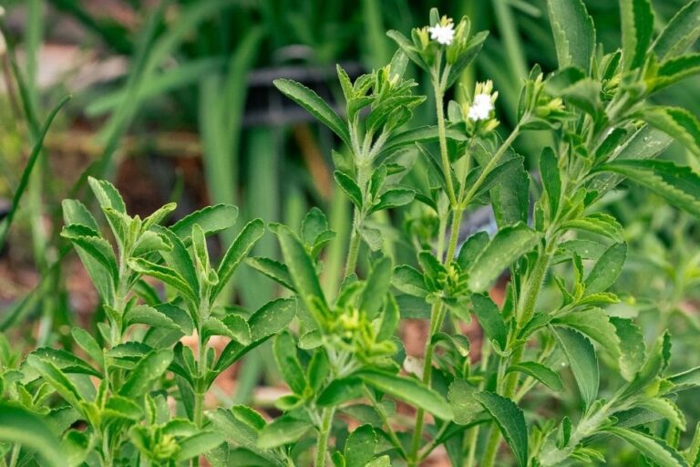 How to Grow and Use Stevia featured image