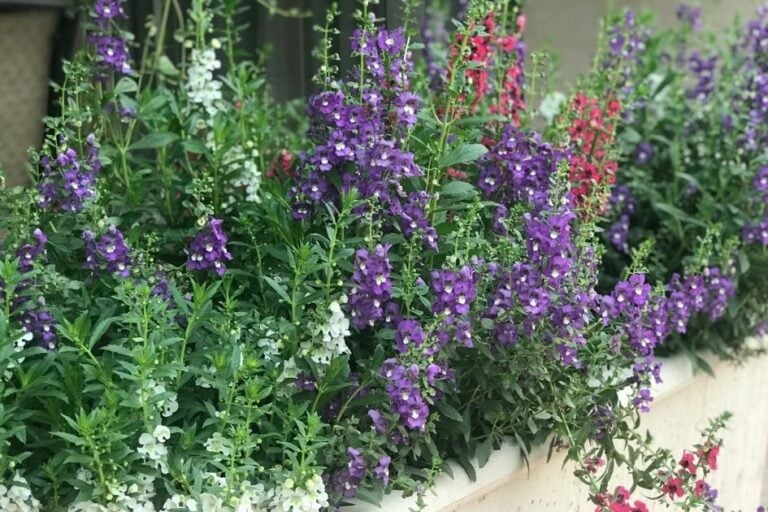 How to Grow Angelonia (Summer Snapdragon) featured image