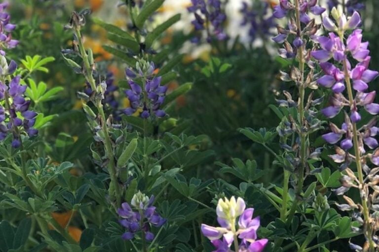 How to Grow Arroyo Lupine: A Southwest Native Wildflower featured image
