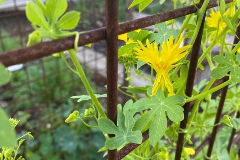 How to Grow Canary Creeper Vine featured image