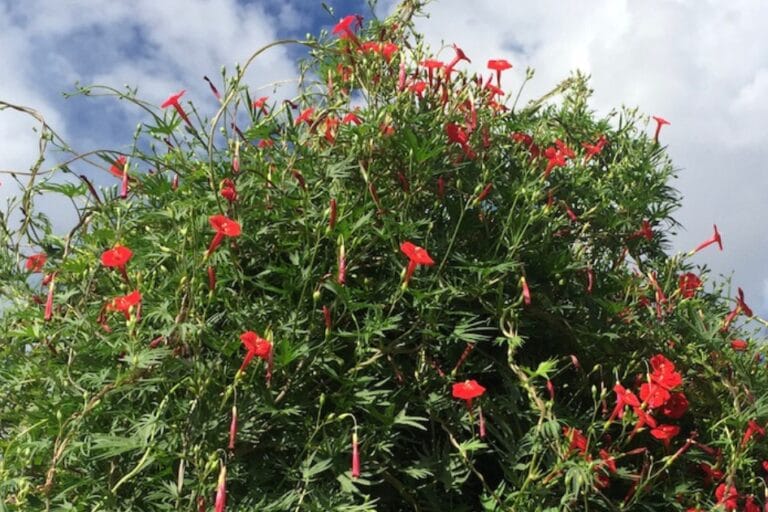 How to Grow Cardinal Climber Vine featured image