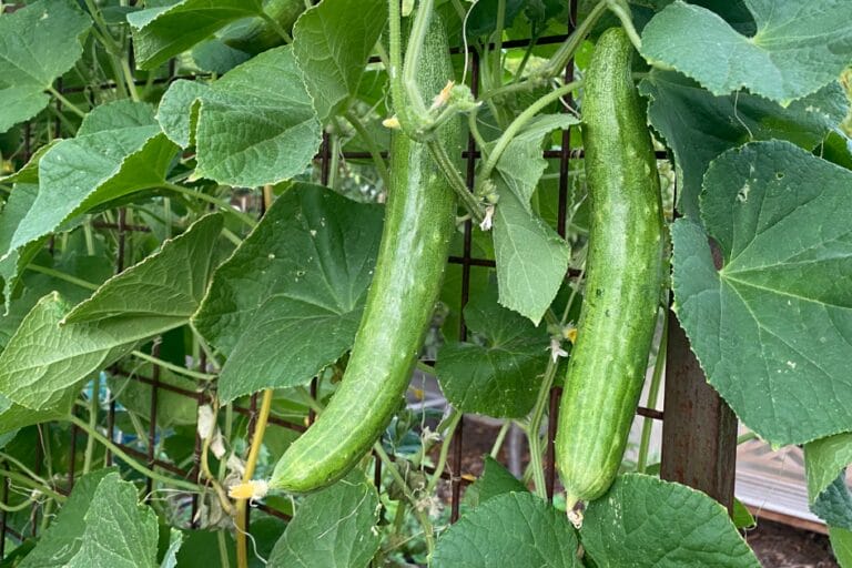 How to Grow Cucumbers in Hot Climates featured image