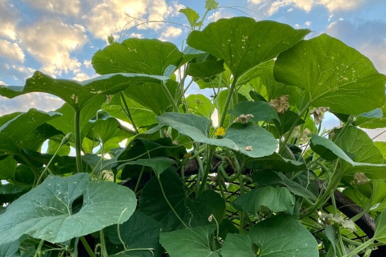 How to Grow Cucuzza Gourd featured image