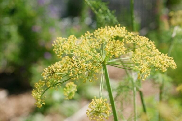How to Grow Dill: Planting, Growing, and Harvesting Tips featured image