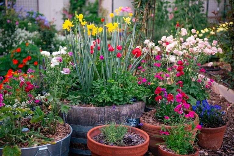 How to Grow Bulbs in Containers in Hot Climates featured image